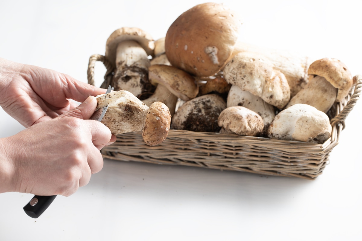 How to Clean Porcini Mushrooms